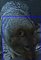 TAU_jackal_panting project thumbnail