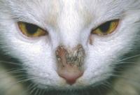 Cat sistem project thumbnail