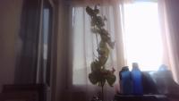 flores-reales project thumbnail