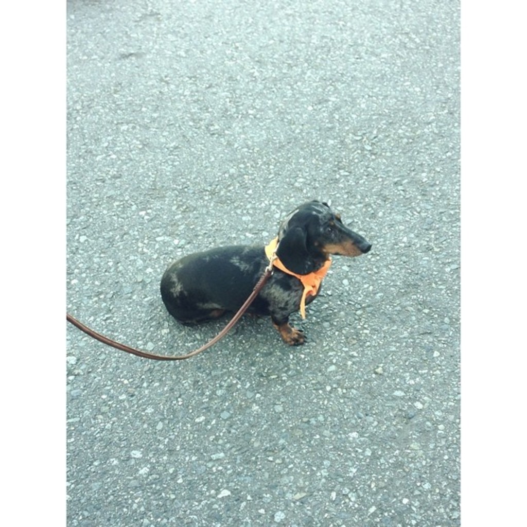 Dog Object Detection Dataset by Harshit Vakharia
