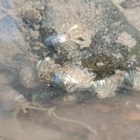 biofouling project thumbnail