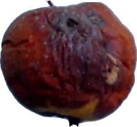 Apple Ripeness Dataset Object Detection Dataset by dk