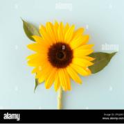 Rose and Sunflower project thumbnail