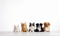 humans and animals project thumbnail