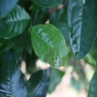 tea disease project thumbnail