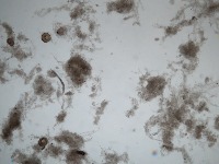 MBR MI - August project thumbnail