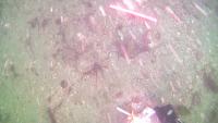 Scallops project thumbnail