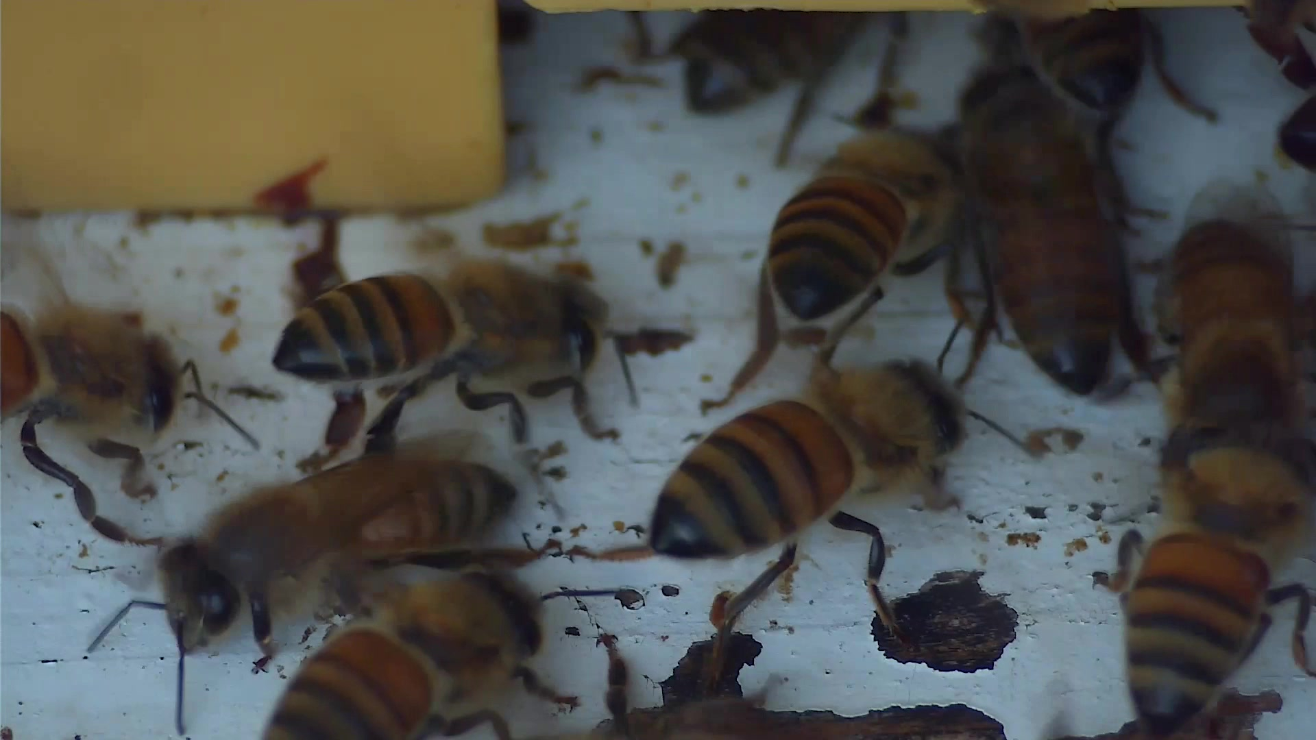 beesdata (beesdata-uvvuh) - Roboflow Universe