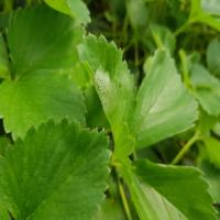 strawberry-disease-detection project thumbnail
