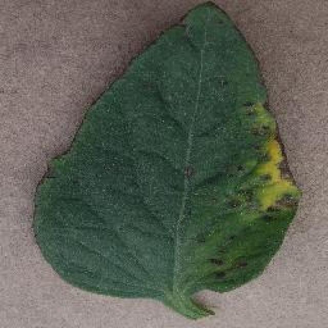 faster rcnn tomato leaf diseases Object Detection Dataset and Pre ...