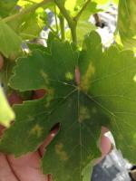 grape project thumbnail