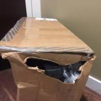 dataset background removing project thumbnail