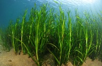 seaweed project thumbnail