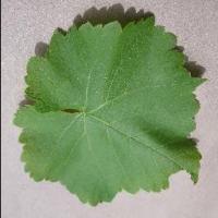 Plant disease detection project thumbnail