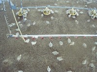 chicken project thumbnail