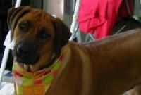 dog  project thumbnail