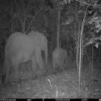 Forest Elephants Cameratrap All project thumbnail