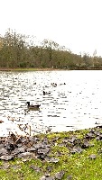 Little Quacker project thumbnail