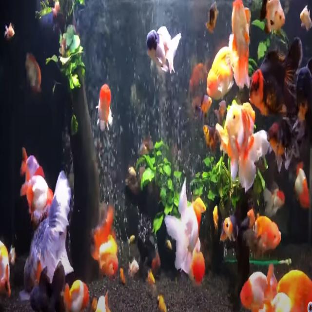 Koi Detection Object Detection Dataset and Pre-Trained Model by Tech Gato