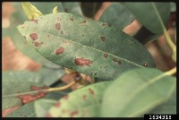 disease project thumbnail