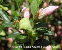 azalea disease project thumbnail