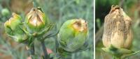 carnation disease project thumbnail