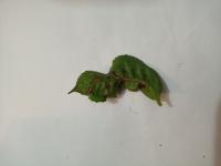 green mirid bug project thumbnail