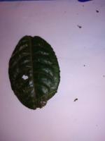 Anthracnose project thumbnail