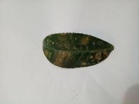 algel leaf project thumbnail