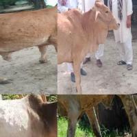 Dairy Care project thumbnail