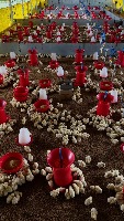 BirdDetection-@Poultry project thumbnail