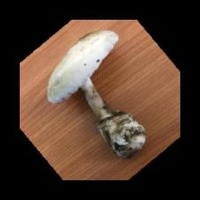 Project_mushroom project thumbnail