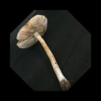 Mushroom project thumbnail