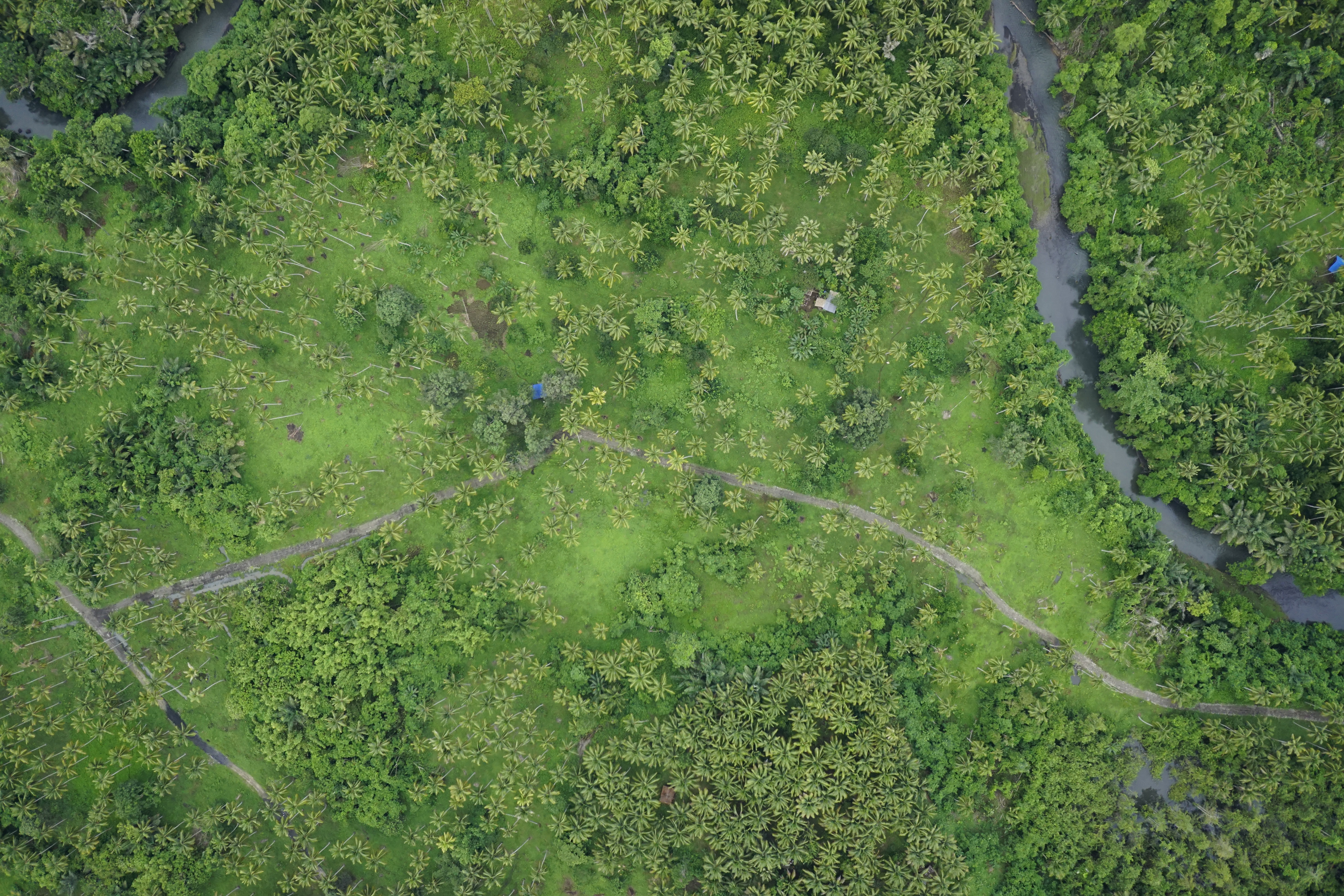 coconut-tree Object Detection Dataset by Bootcamp