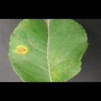apple-leaf project thumbnail
