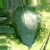 alternaria project thumbnail