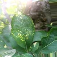 apple leaf disease project thumbnail