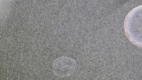 WaterSpot project thumbnail