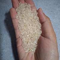 Rice Classification project thumbnail