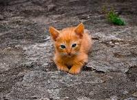 Find kedi, köpek, and others project thumbnail