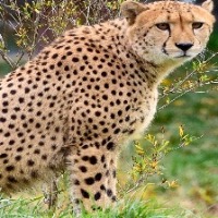 Dataset Image