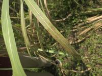 sugarcane project thumbnail