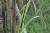 sugarcane project thumbnail