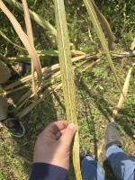 sugarcane project thumbnail
