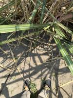 sugarcane project thumbnail