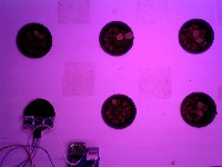 Lettuce project thumbnail