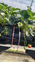 Strawberry project thumbnail