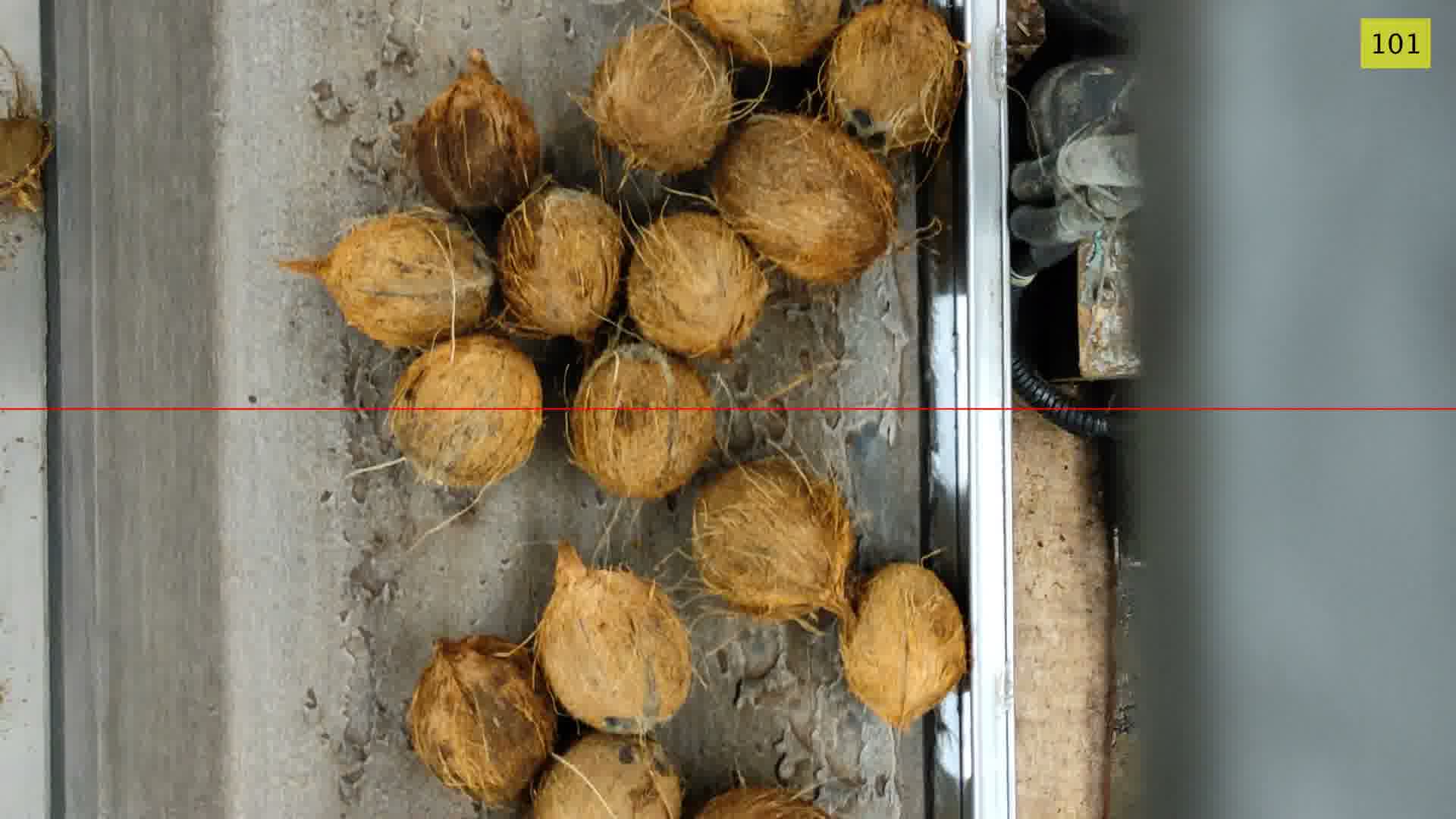 Coconut Conveyor Belt Object Detection Model by dataset
