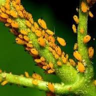 Find Aphids project thumbnail