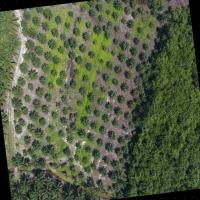 palm-tree-datasets project thumbnail